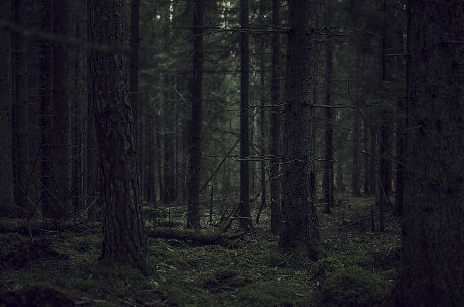 The Stedding background